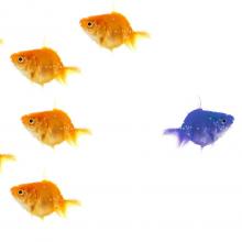 four orange goldfish swimming in the opposite direction as one blue goldfish