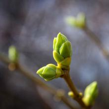 closeup of new green buds on a tree in spring