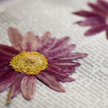 closeup of purple flower pressed between the pages of a book