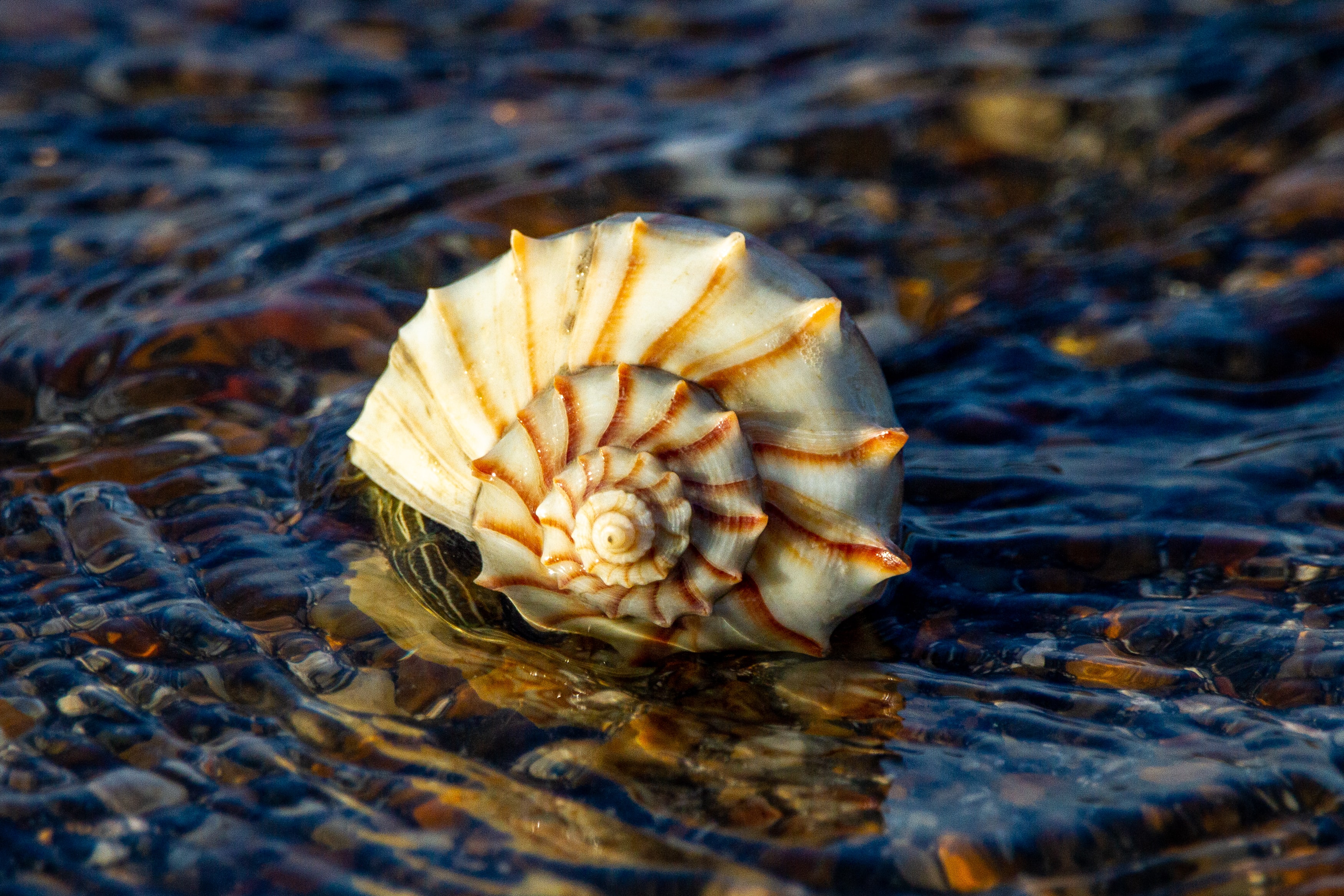closeup of a hermit crab shell in rippling water