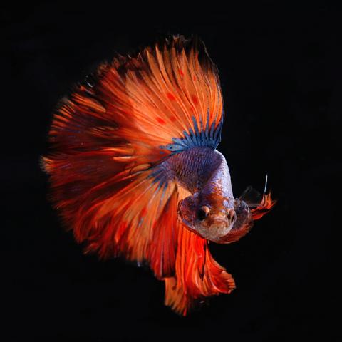 July '20 photo writing prompt, image of red and blue beta fish