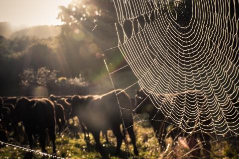 August 2020 photo writing prompt contest (foreground: large spider web on fence; background: herd of cows)
