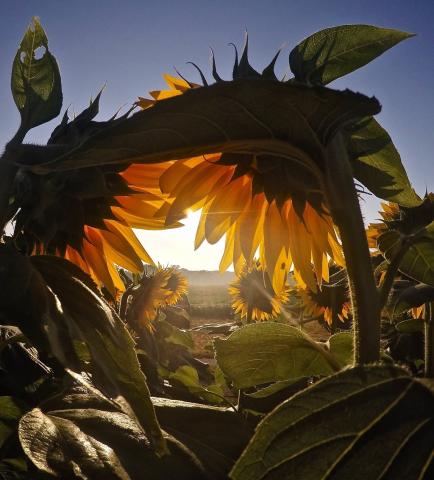 Image of sunflowers reaching for light