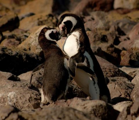 February 2021 photo writing prompt contest (two penguins embracing on a rocky shore)
