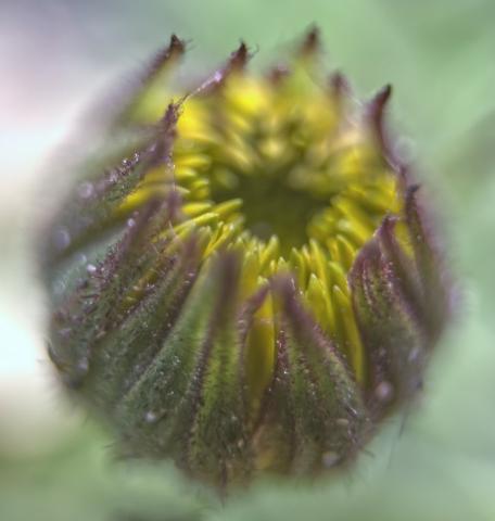 May 2021 photo writing prompt macro of purple and yellow flower bud about to open