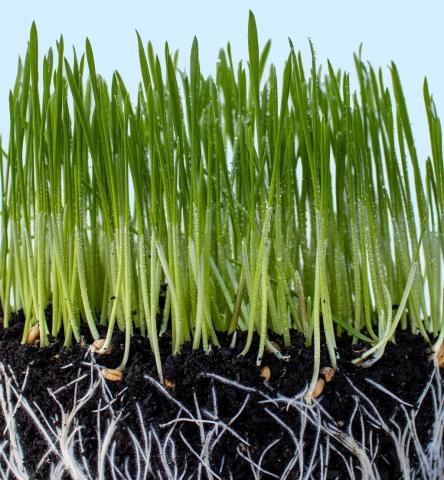 close-up of tightly packed green shoots in soil with a tangle of white roots visible