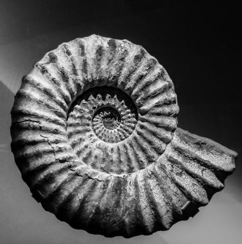 closeup of fossilized spiral shell in black and white Photo by Jossuha Théophile on Unsplash
