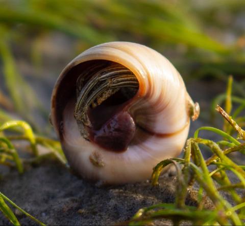 closeup of a hermit crab shell with tiny foot and claws emerging on sand and beach grass photo by Hannah Jackson on Unsplash