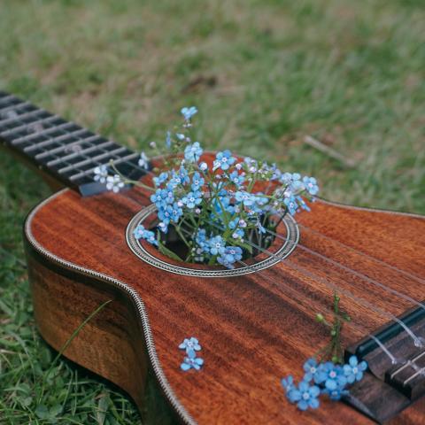 closeup of dark wooden guitar with small blue flowers coming out of the opening behind the strings sitting on grass Photo by Jaida Stewart on Unsplash