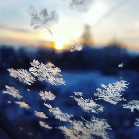 closeup of snowflakes with sunrise and tree line in background Photo by Kacper Szczechla on Unsplash