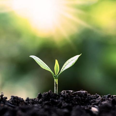 photo of a tiny two-limbed green sprout coming up from dark soil with sun shining overhead