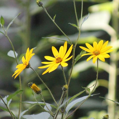 closeup of three woodland sunflowers which people often view as weeds