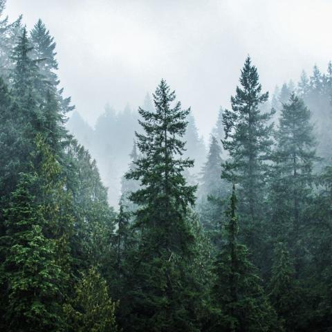 tall evergreen trees against a backdrop of mist via Canva