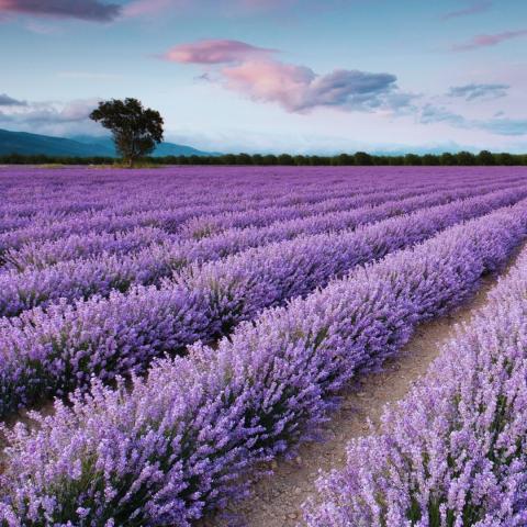 fields of lavender in rows with one tree and wispy clouds in background via Canva