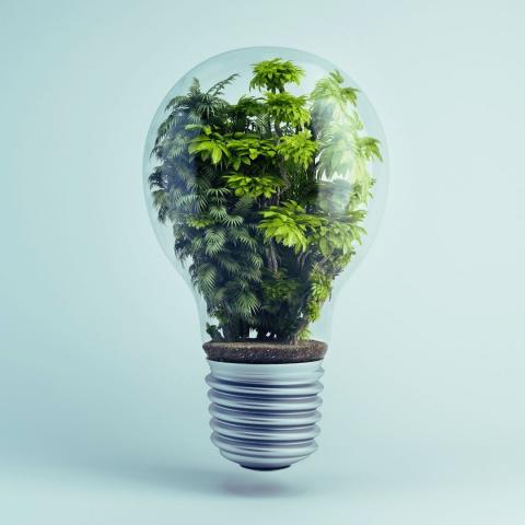 a light bulb serving as a terrarium for green plants via canva