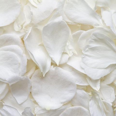 closeup of white rose petals via Canva