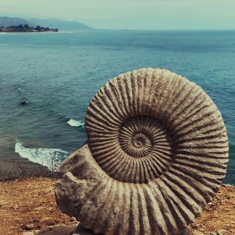 closeup of a fossilized spiral seashell with ocean in background via Canva