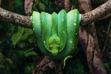 October 2020 photo writing prompt, vibrant green boa constrictor draped on tree branch