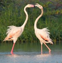 March 2022 photo writing prompt (photo of two flamingos butting beaks in shallow water with tall greenery in the background)