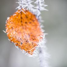 November 2022 photo writing prompt small orange leaf on branch covered in frost via Unsplash