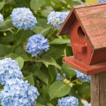 red wooden birdhouse to the right of a blue hyacinth bush via Canva
