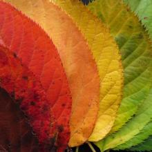 closeup of fall leaves ranging in a spectrum from red to orange to yellow to green via Canva