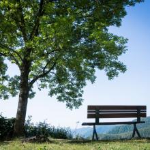 wooden park bench under a full green tree on top of a hill overlooking a valley under blue sky and sun