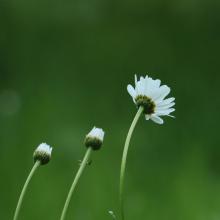 three daisies in a row in varying stages of bloom