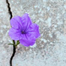 purple flower growing out of a crack in concrete