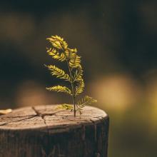 photo of new growth sprouting from the top of a tree stump via Canva