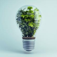 a light bulb serving as a terrarium for green plants via canva