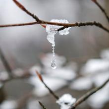 closeup of a ball of ice melting and dripping from a thin branch via canva