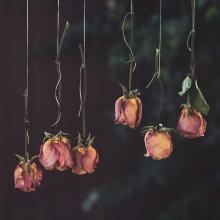 dried pink roses hanging upside down with black background via Canva